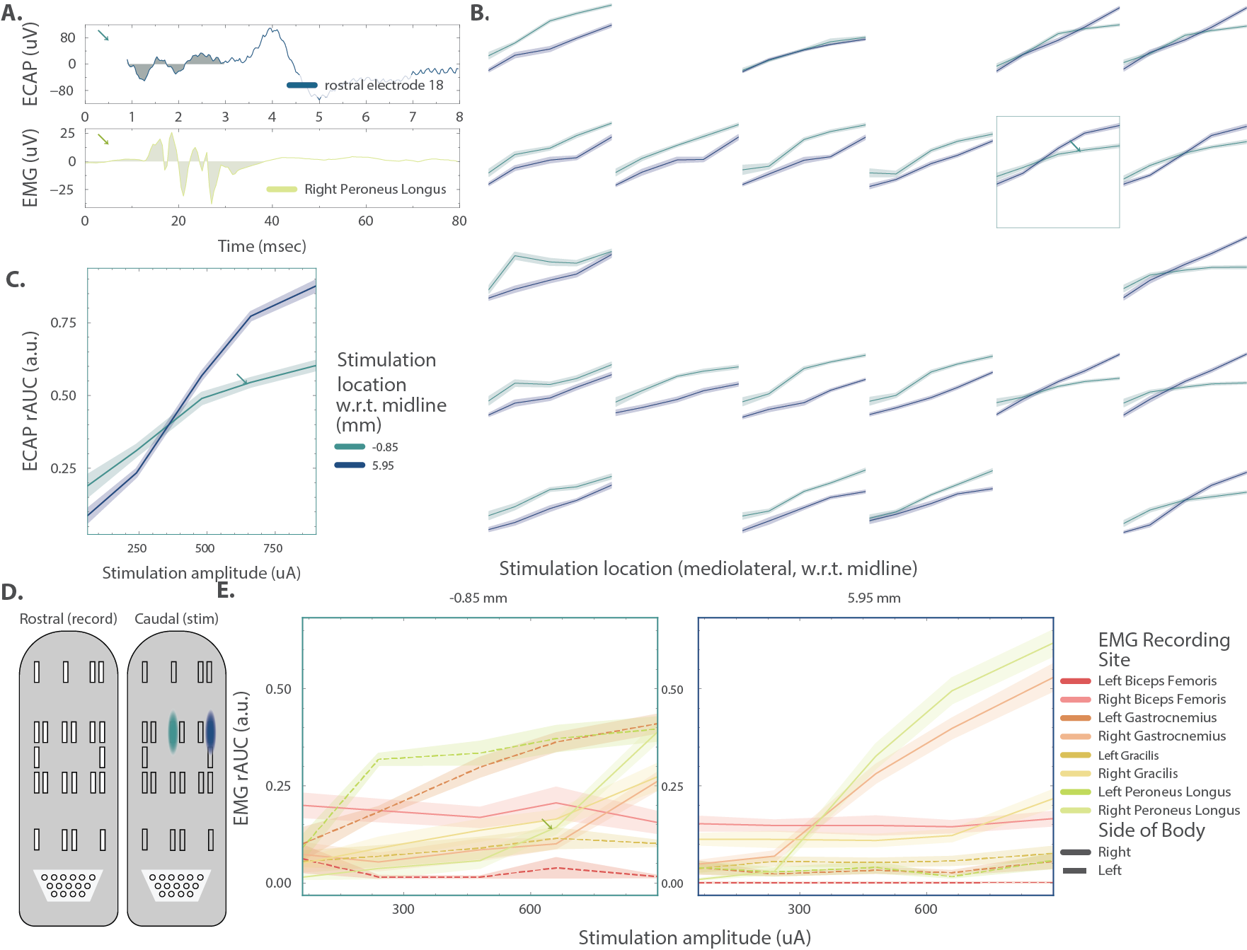 Spinal cord stimulation recruits EMG and ECAPs.